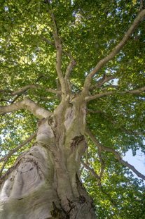 Looking up into a tree