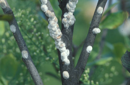 Magnolia Scale Adults