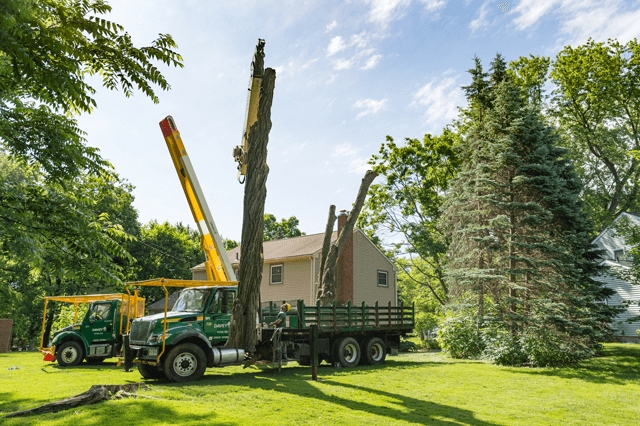 Tree cutters in the outlet area