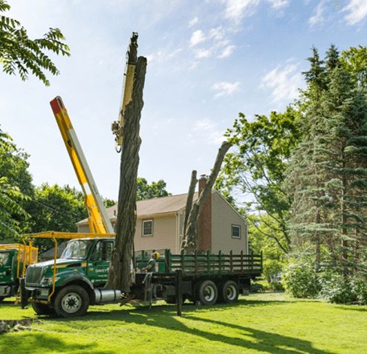 True Guardian Tree Services Stump Removal