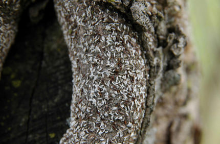 5369697 LGPT Japanese Maple Scale Horiz