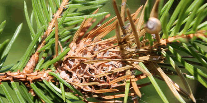 Pest And Disease Eastern Spruce Gall Adelgid Banner 1440X500