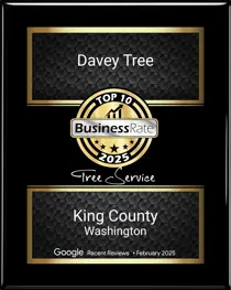 Top Tree Service