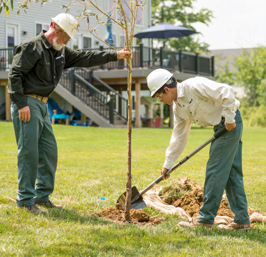 Arborist Planting Tree