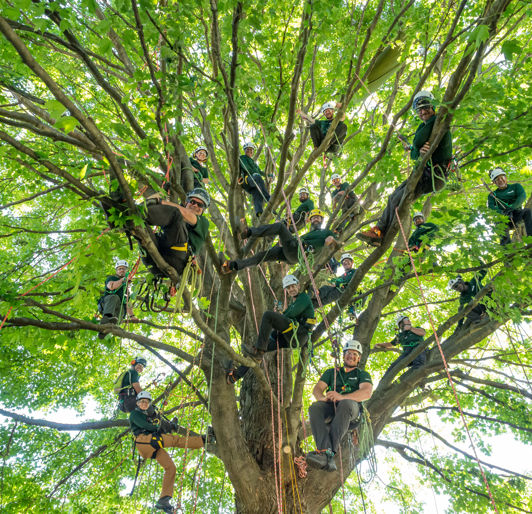 Trainers In Tree