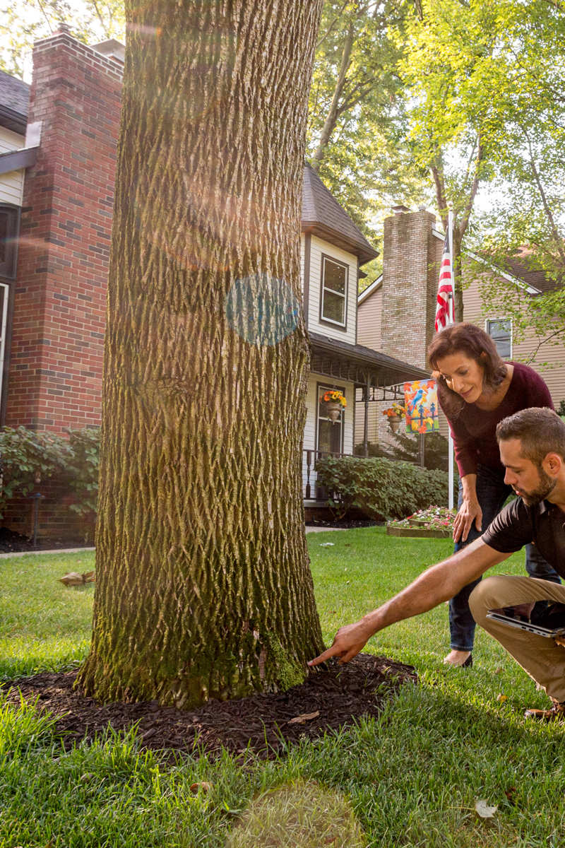 Tree Inspection