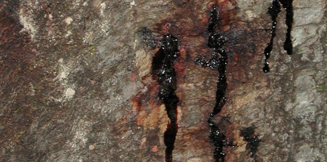 Pest And Disease Sudden Oak Death Banner 1440X500