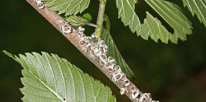 5402462 LGPT European Elm Scale Branch1