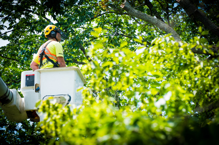 Arborist working in a tree in a bucket truck