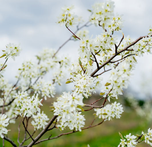 Davey Nursery Flowering Tree