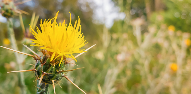 Nellis Air Force Base Banner 1440X500