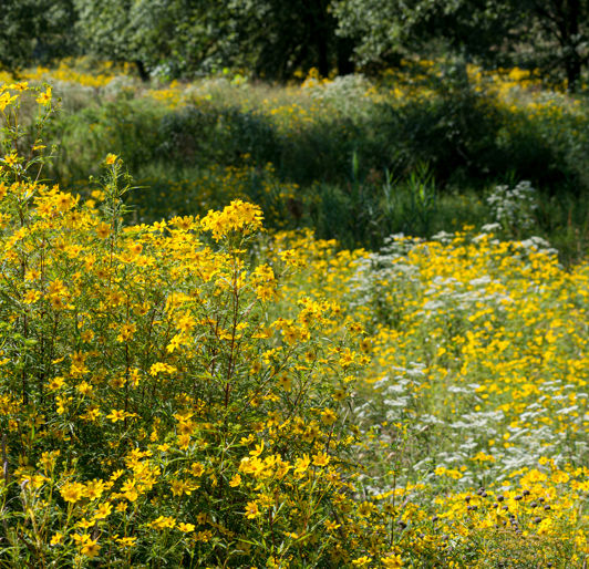 H2sustainablelandscape