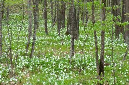 Spring Ephemerals Web