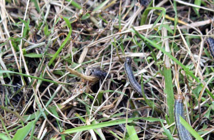 Armyworms Banner 1440X500