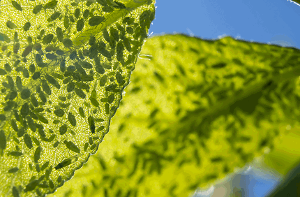 Pest And Disease Aphids Banner 1440X500