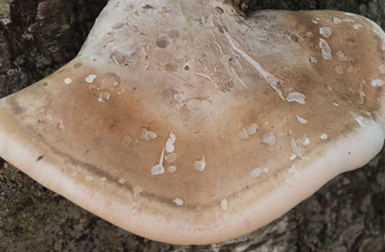 Pest And Disease Tinder Fungus Banner 1440X500