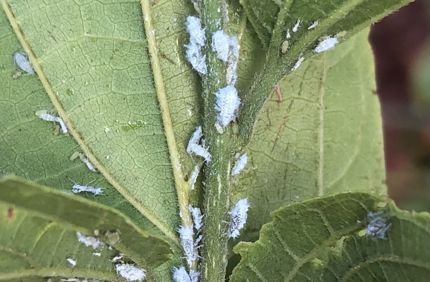 Woolly Hackberry Aphids J Douch
