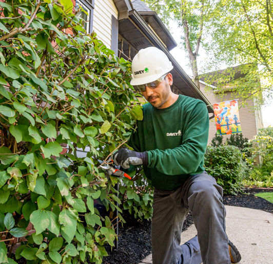 Pruning shrub