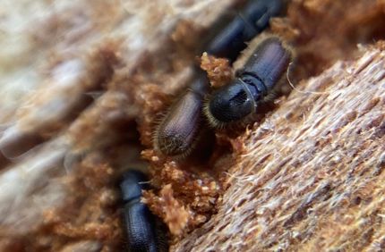 IMG 5584 Bark Beetles Under The Bark TW
