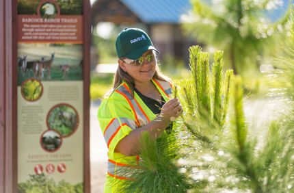 Commercial Certified Arborist