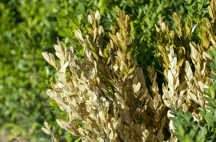 Pest And Disease Boxwood Decline Banner 1440X500