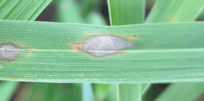 Pest And Disease Gray Leaf Spot Disease Banner 1440X500