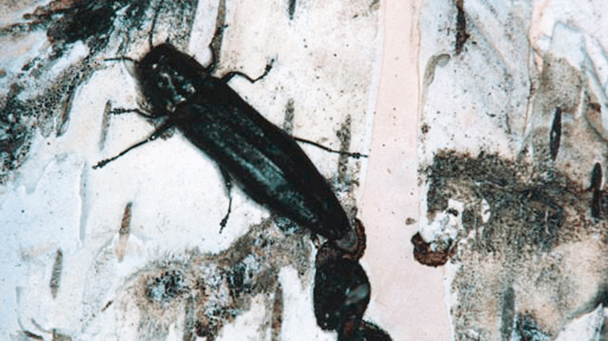 Bronze Birch Borer Damage & Treatments | Davey Tree