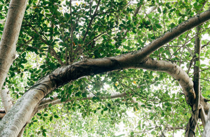 bent branch