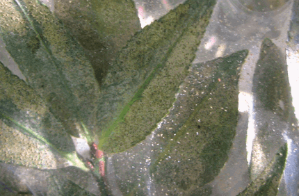 Pest And Disease Mites Banner 1440X500