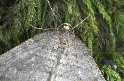 Pest And Disease Center Winter Moth Banner 1440X500