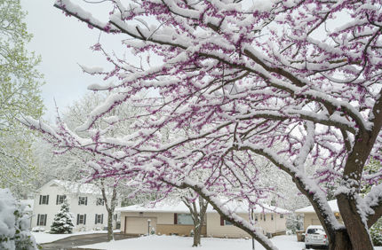 snowy trees