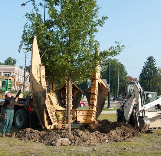 Transplanting Large Tree