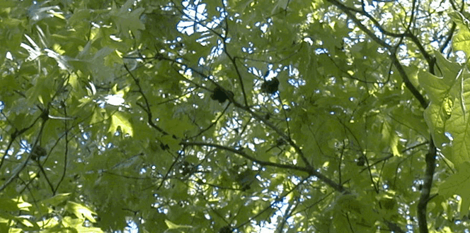 Pest And Disease Horned And Gouty Oak Galls Banner 1440X500