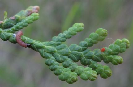 Pest And Disease Leafminer Banner 1440X500