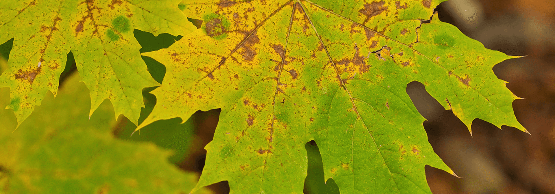 Garden Q & A: Why is my maple tree is dropping its green leaves?